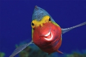 Усмішка риби та непристойний жест від черепахи. Фото фіналістів Comedy  Wildlife Photography Awards | Українська правда _Життя